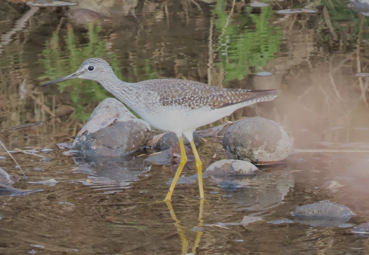 Greater Yellowlegs - ML611707224