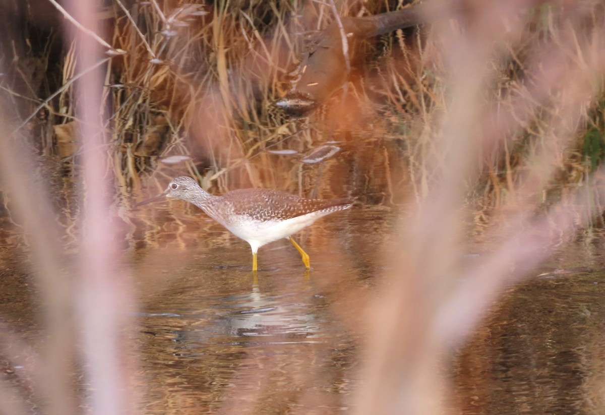 Greater Yellowlegs - ML611707228