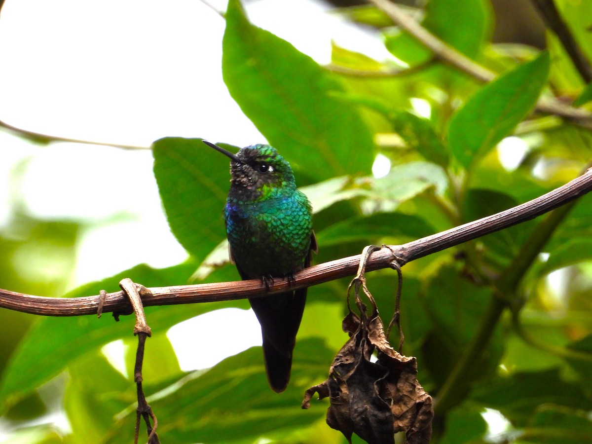 Colibrí Violeta - ML611707302