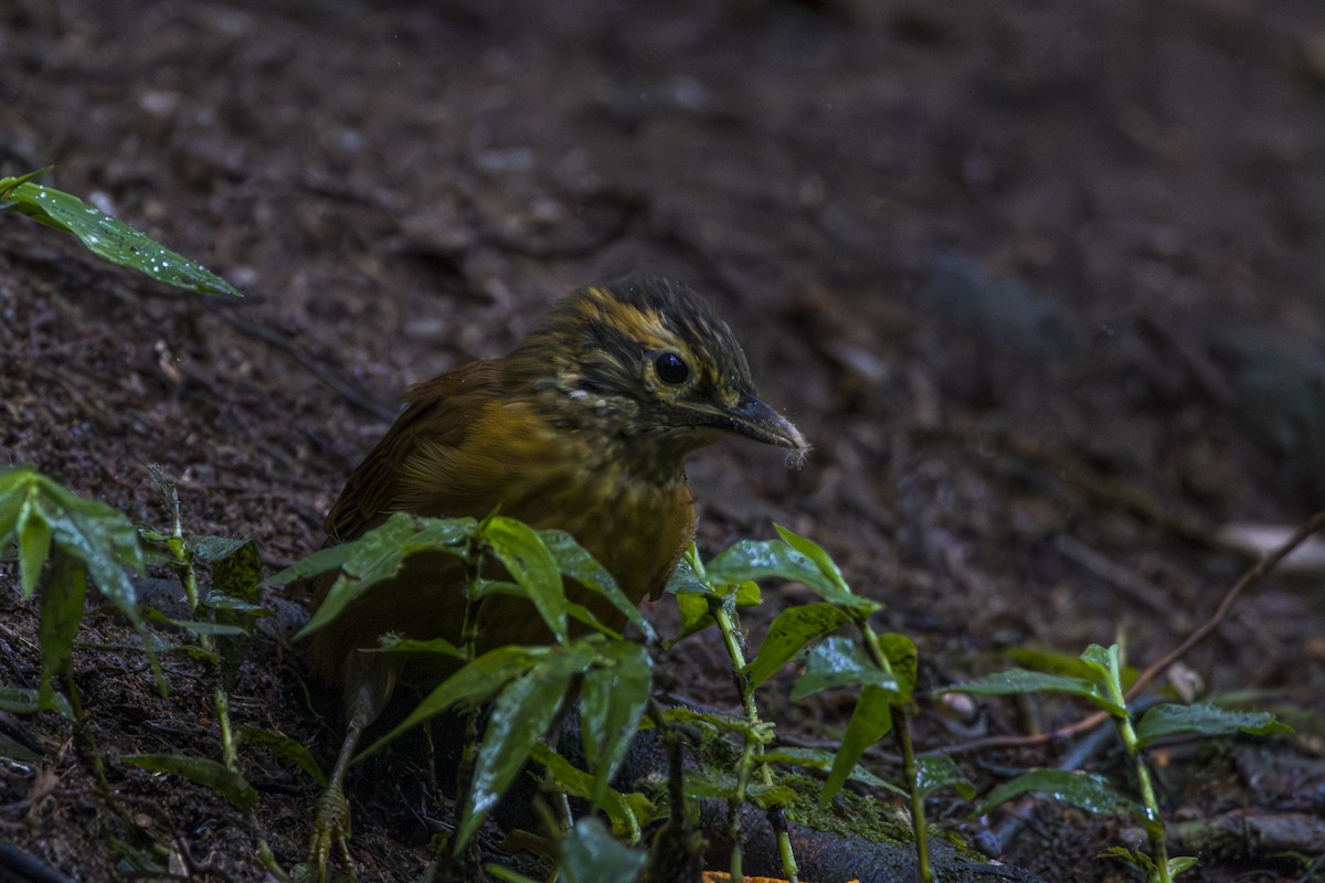 Scaly-throated Foliage-gleaner - ML611707330