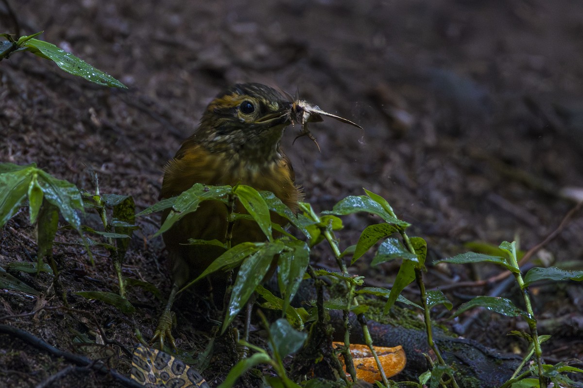 Scaly-throated Foliage-gleaner - ML611707331