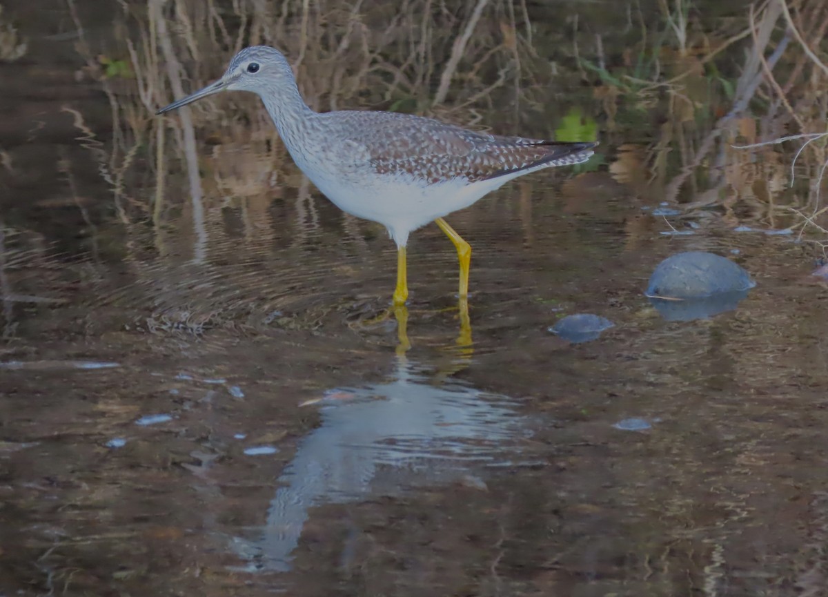 Greater Yellowlegs - ML611707341