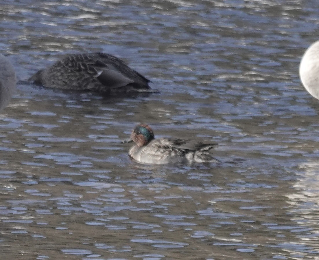 Green-winged Teal - ML611707425