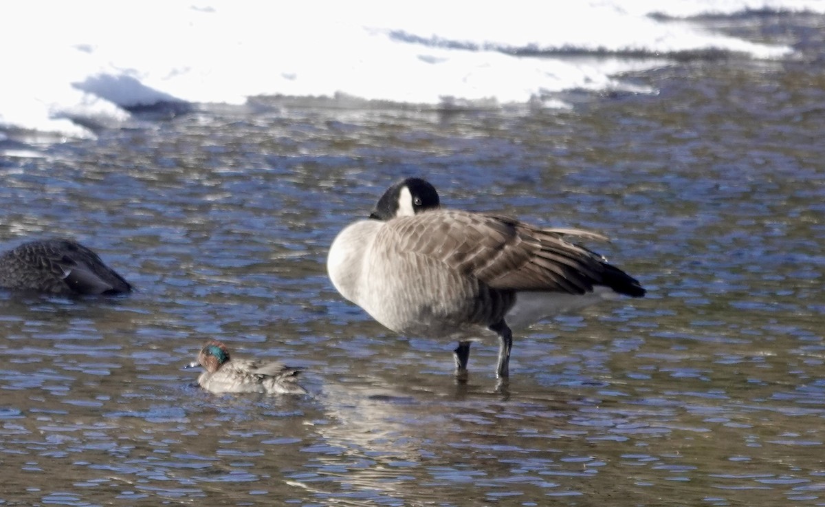 Green-winged Teal - ML611707429