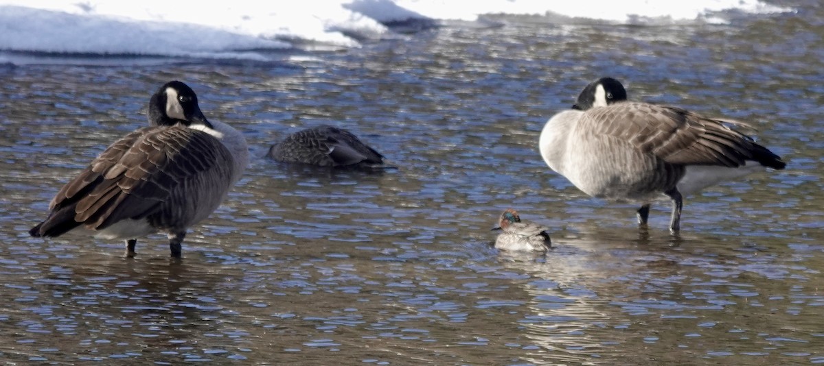 Canada Goose - ML611707437