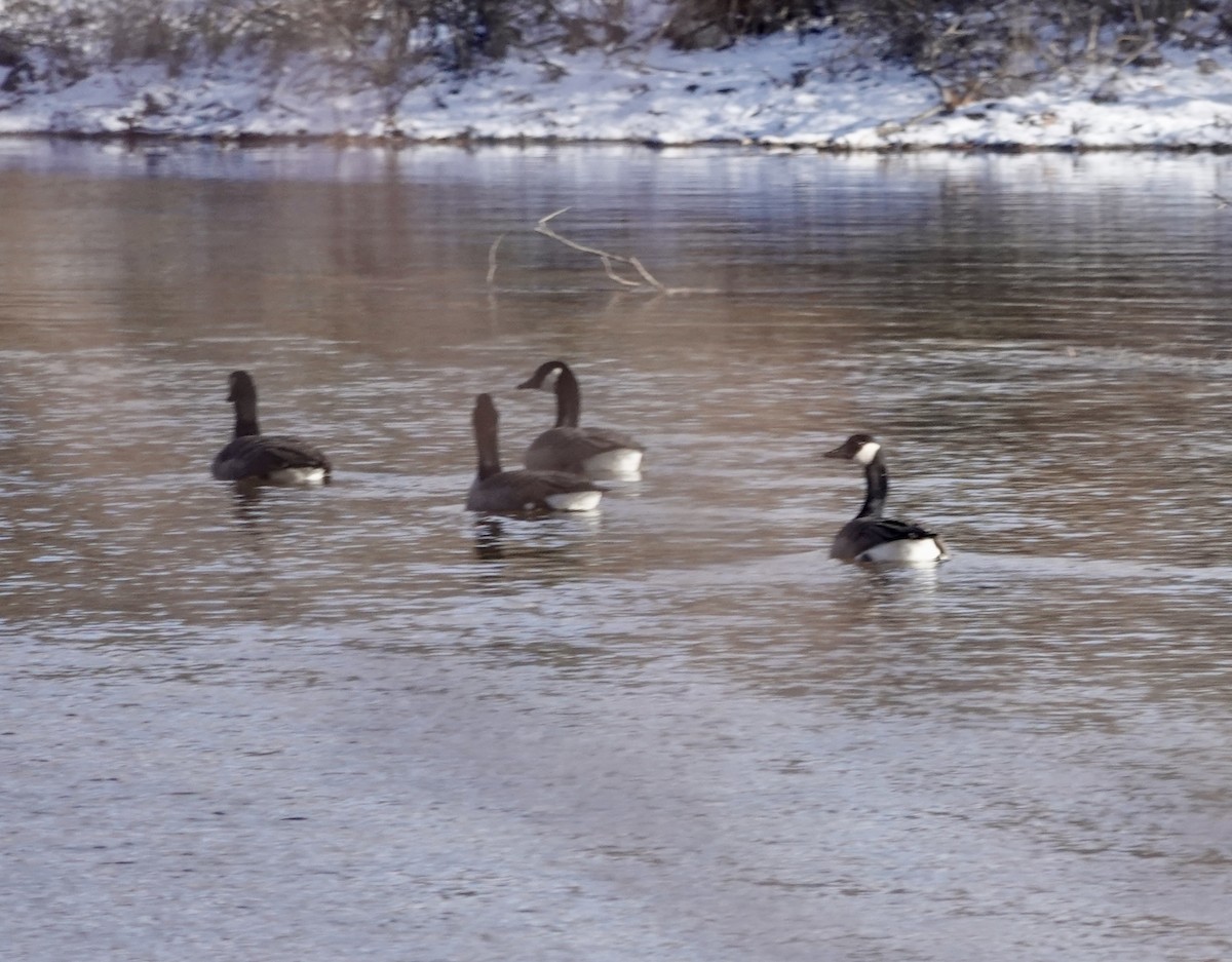 Canada Goose - ML611707452