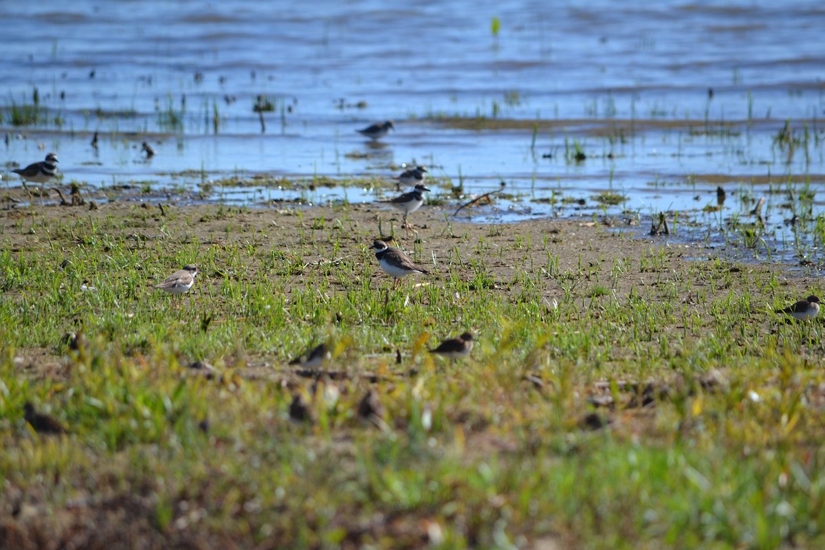 Semipalmated Plover - ML611707494