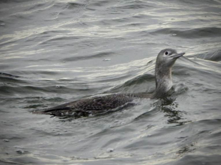 Red-throated Loon - ML611707520