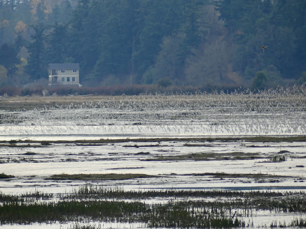 Dunlin (pacifica/arcticola) - Philip Dickinson