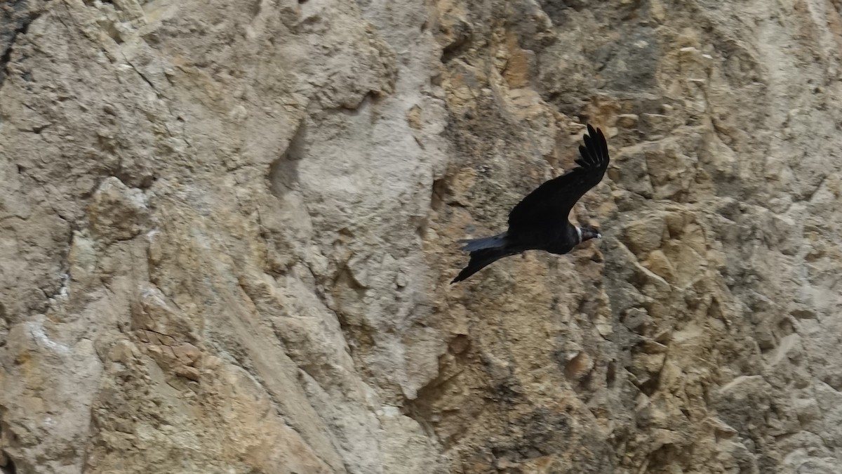 Condor des Andes - ML611707630