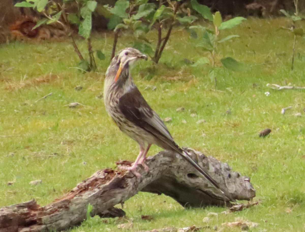 Yellow Wattlebird - ML611707634