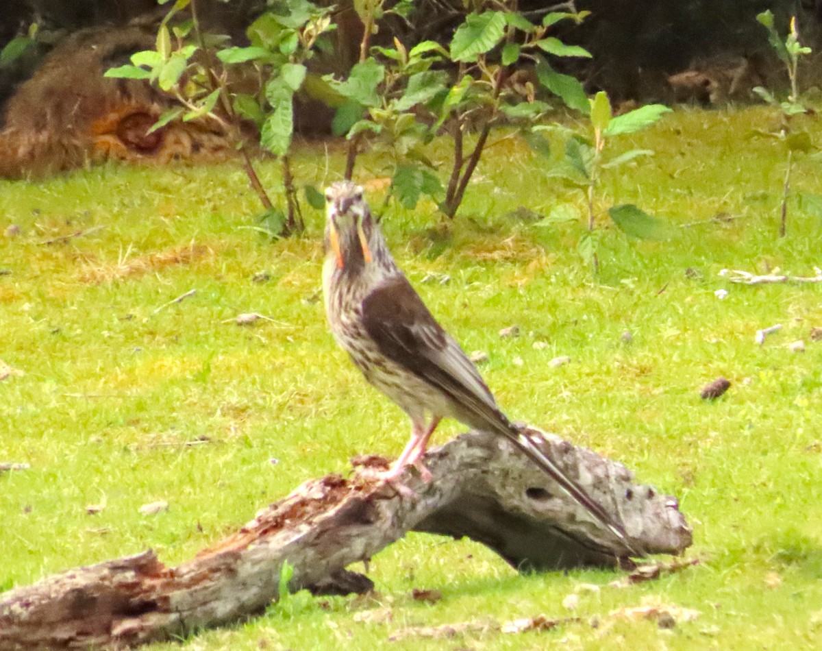 Yellow Wattlebird - ML611707635