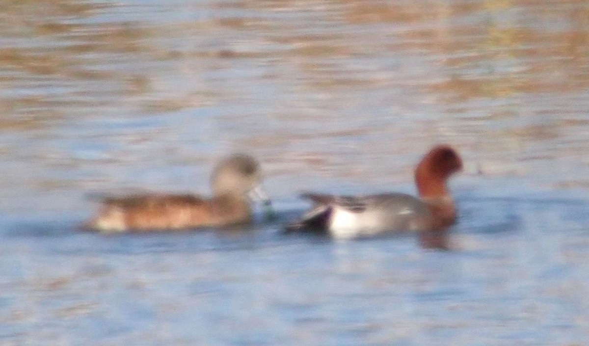 Eurasian Wigeon - ML611707641