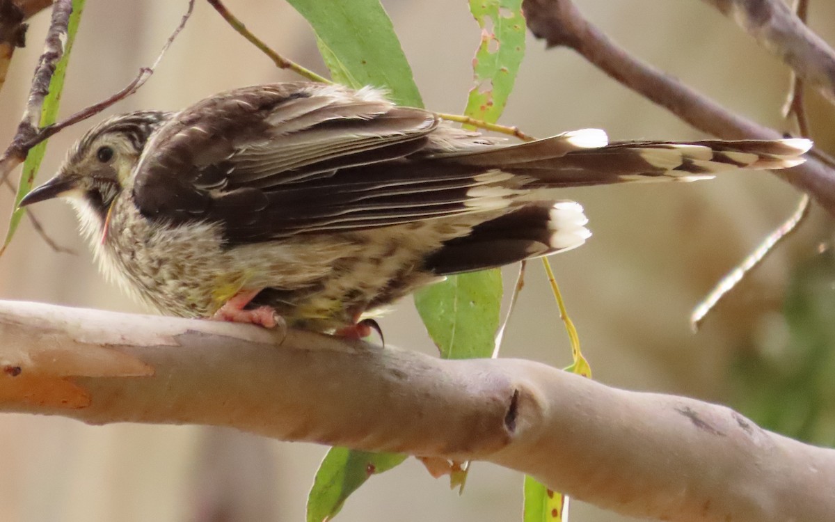 Yellow Wattlebird - ML611707651