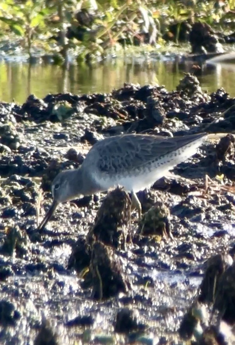 Long-billed Dowitcher - ML611707666