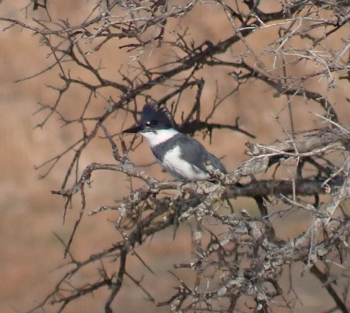 Belted Kingfisher - ML611707683