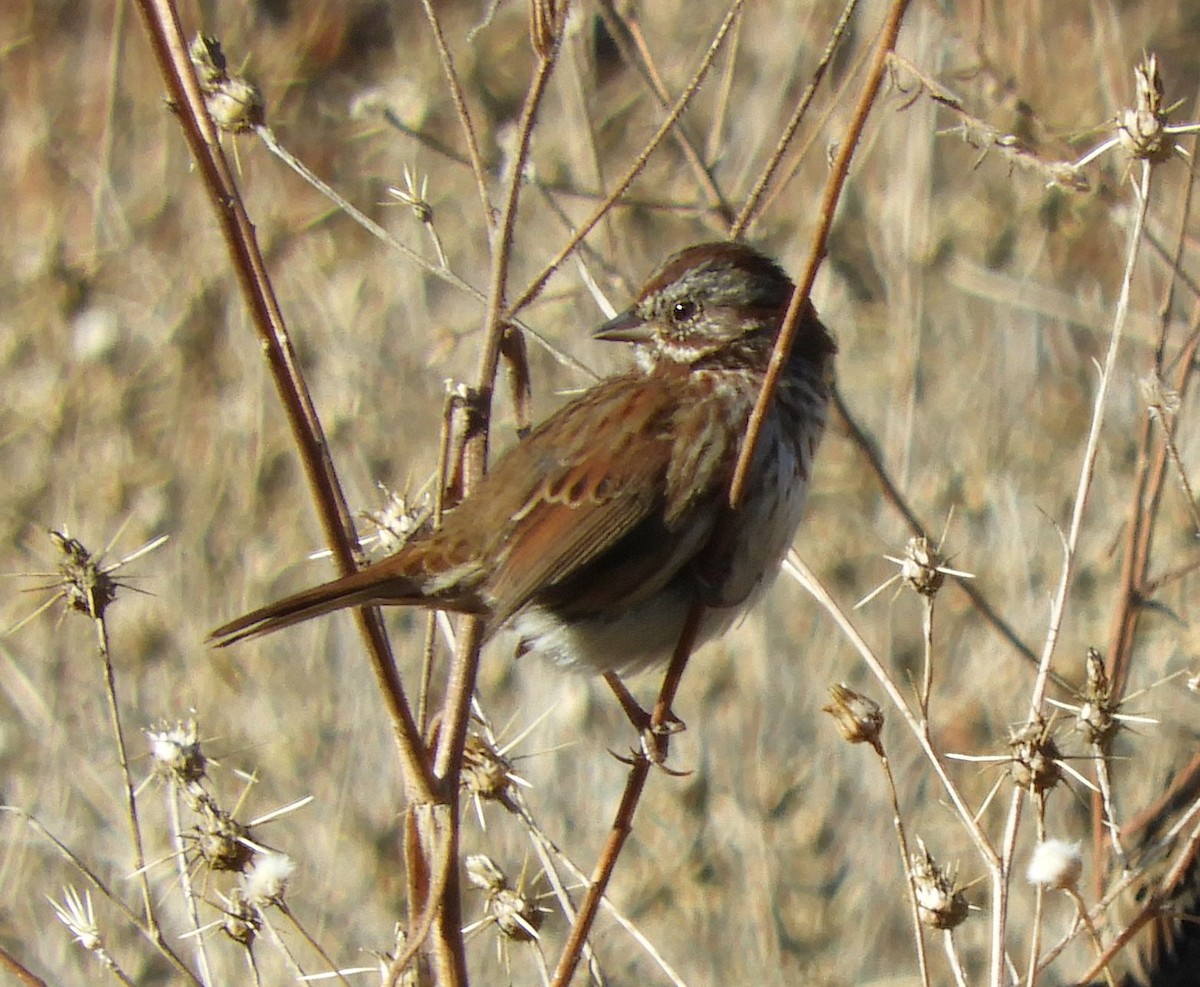 Song Sparrow - Ken Schneider