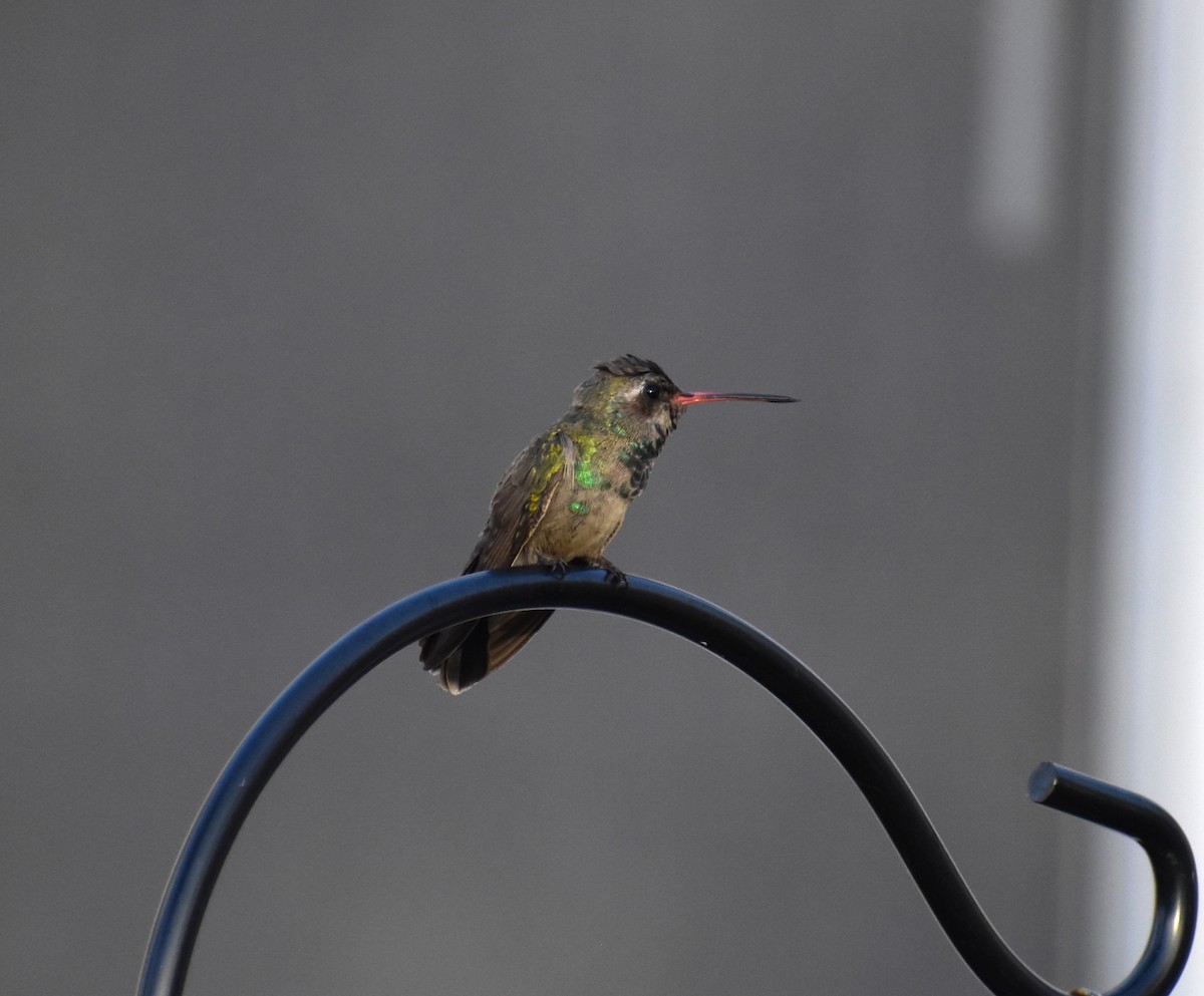 Broad-billed Hummingbird - ML611707841