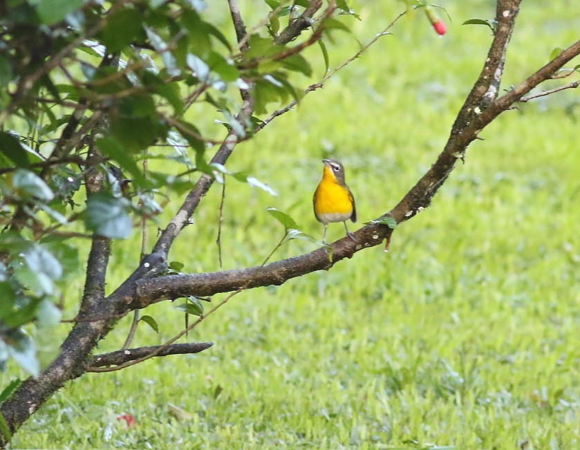Yellow-breasted Chat - ML611707844