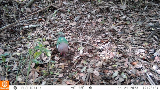 Pacific Emerald Dove - ML611707873