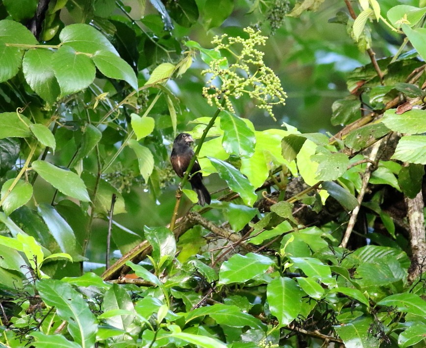 Thick-billed Seed-Finch - ML611707901