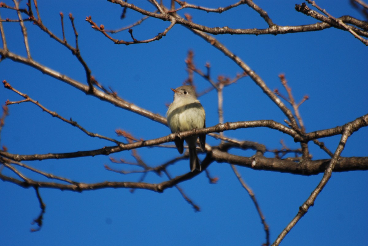 Hammond's Flycatcher - ML611707907