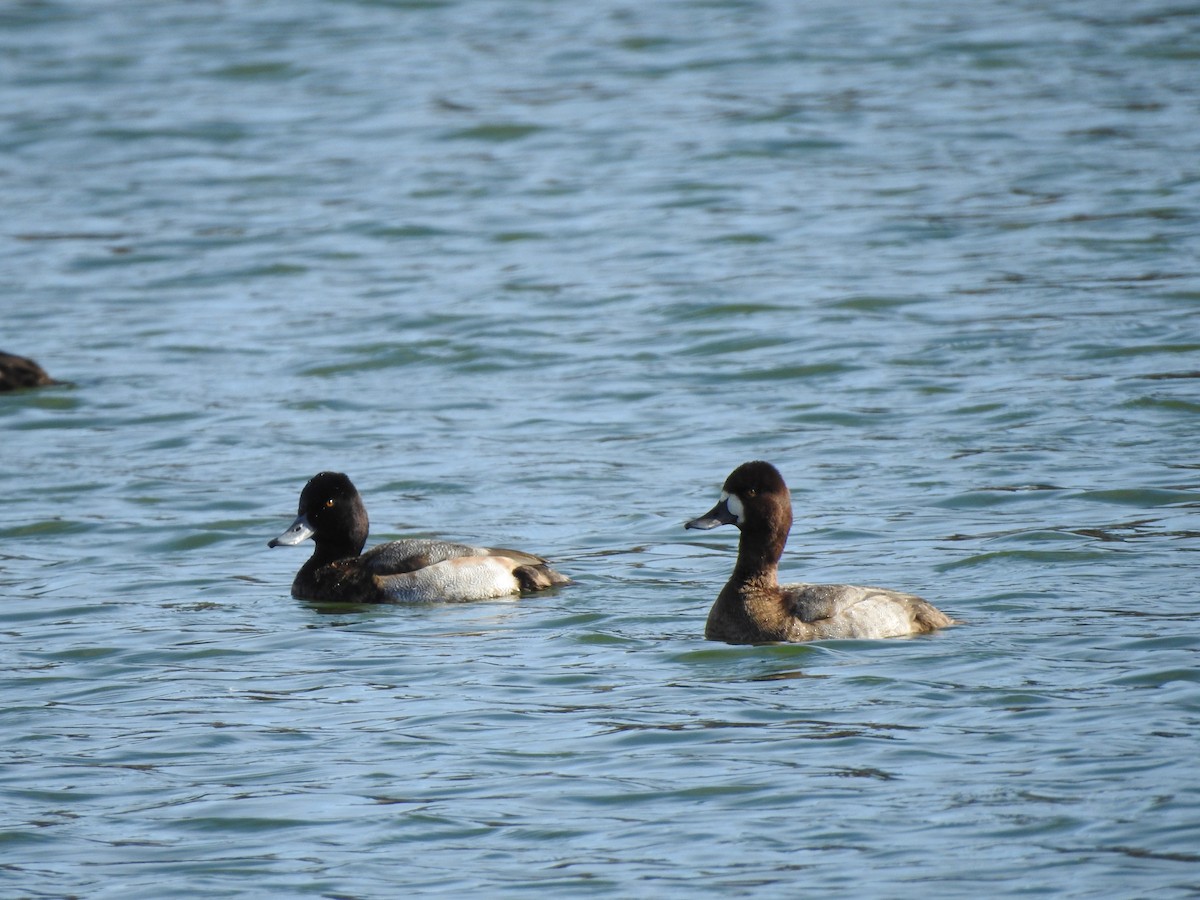 Lesser Scaup - ML611707910