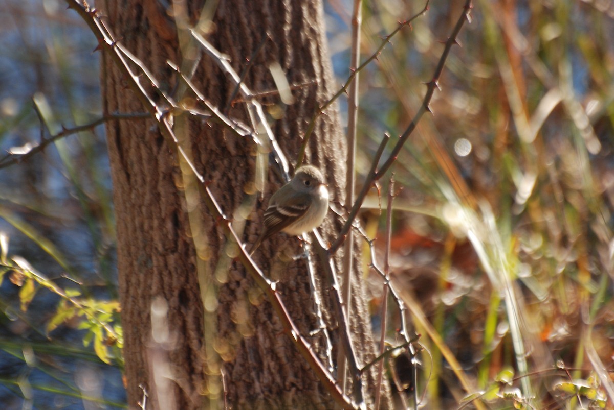 Hammond's Flycatcher - Lance Verderame