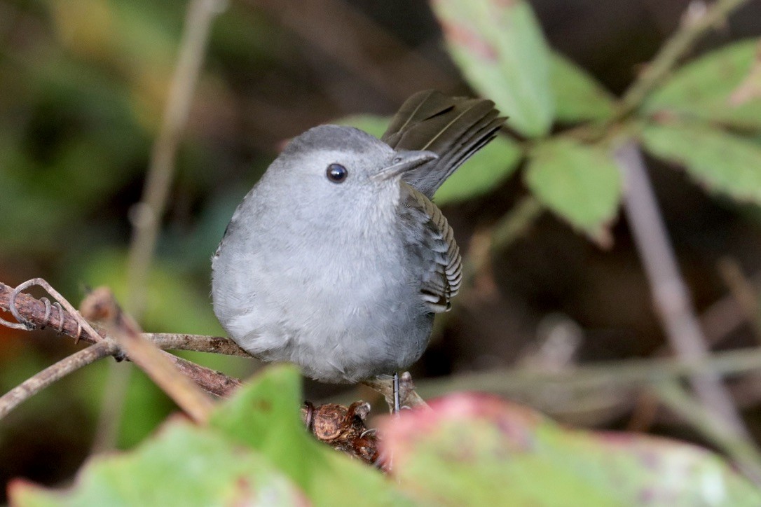 Pájaro Gato Gris - ML611707920