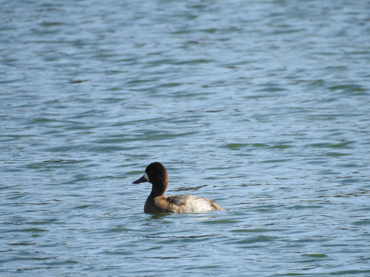 Lesser Scaup - ML611707921