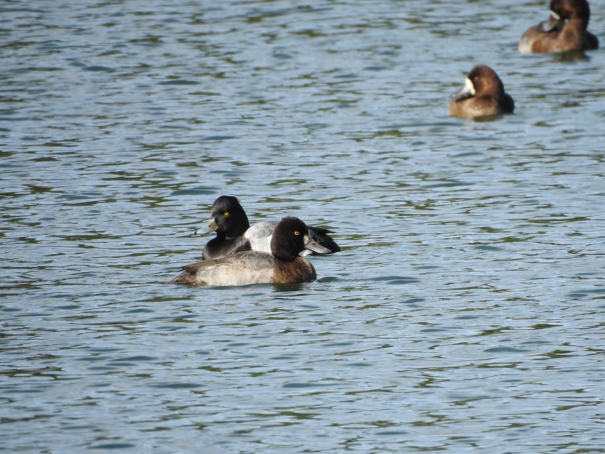 Lesser Scaup - ML611707936