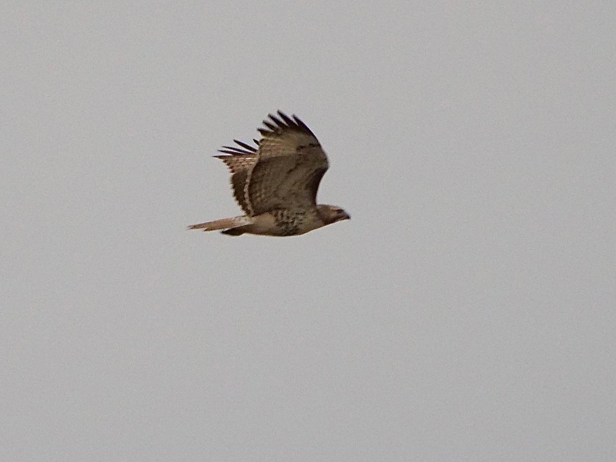 Red-tailed Hawk - ML611707999