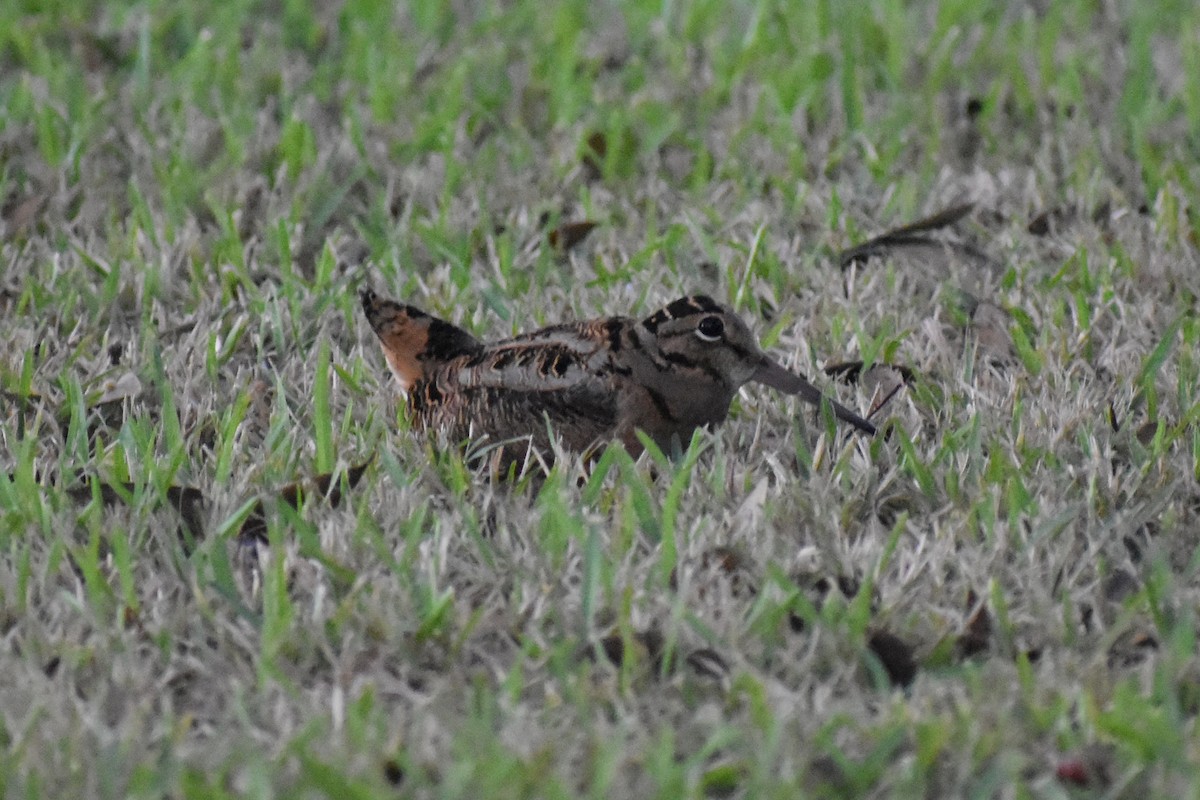 American Woodcock - ML611708004