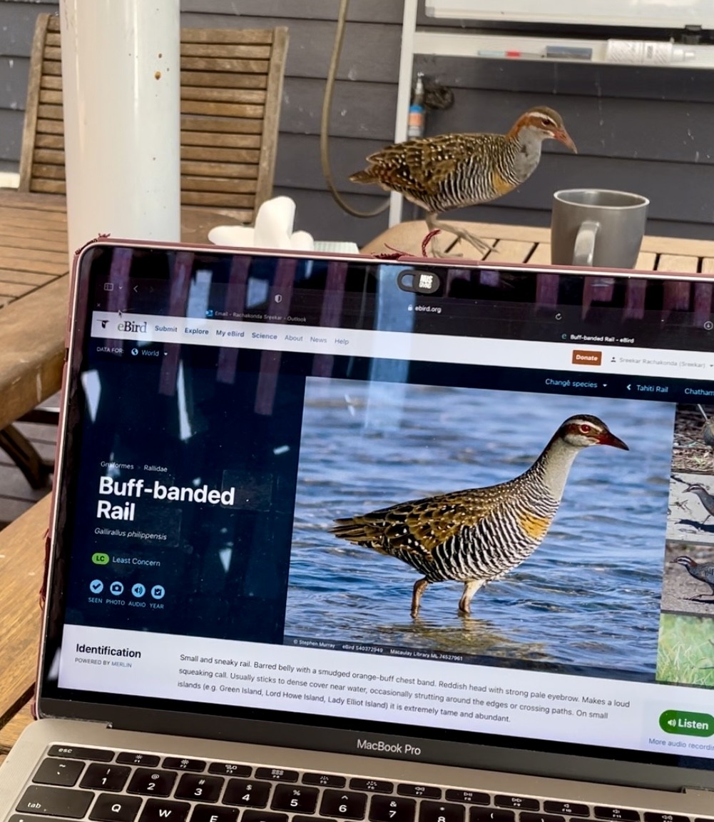Buff-banded Rail - ML611708012