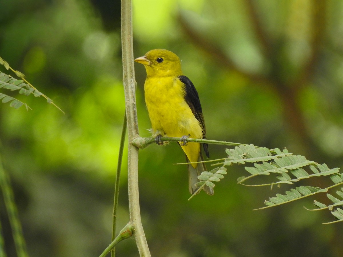 Scarlet Tanager - ML611708061