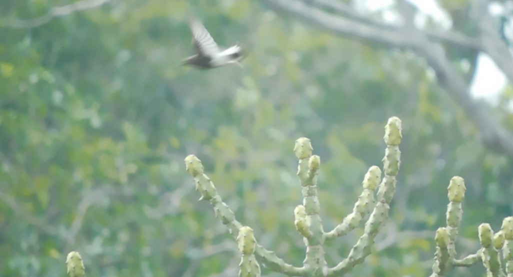 Variable Wheatear - ashwin mohan