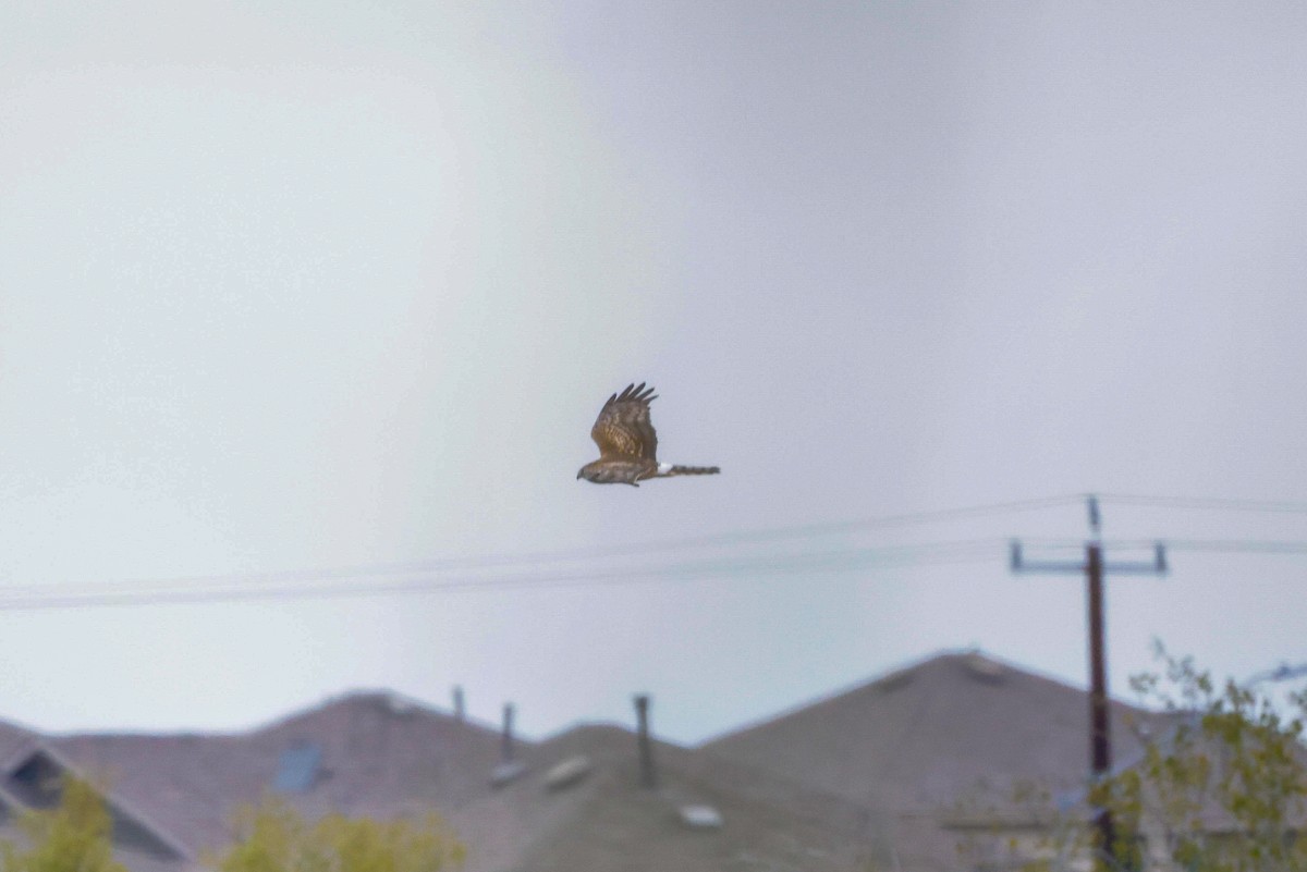 Northern Harrier - ML611708169