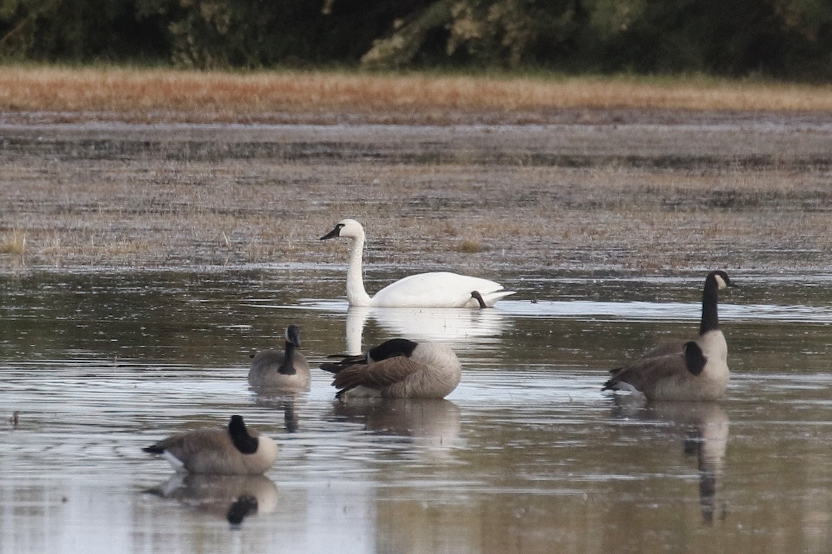 Cygne siffleur - ML611708172