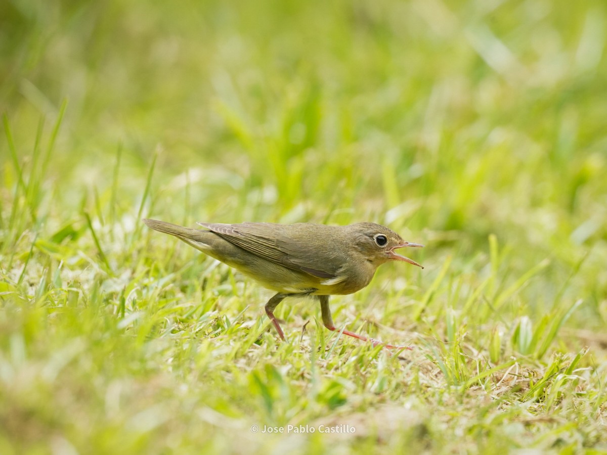 ハイムネアメリカムシクイ - ML611708265