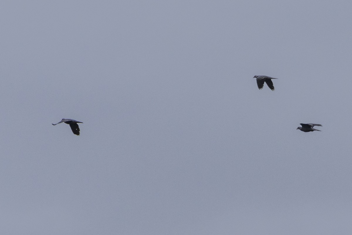 Band-tailed Pigeon (White-necked) - ML611708280