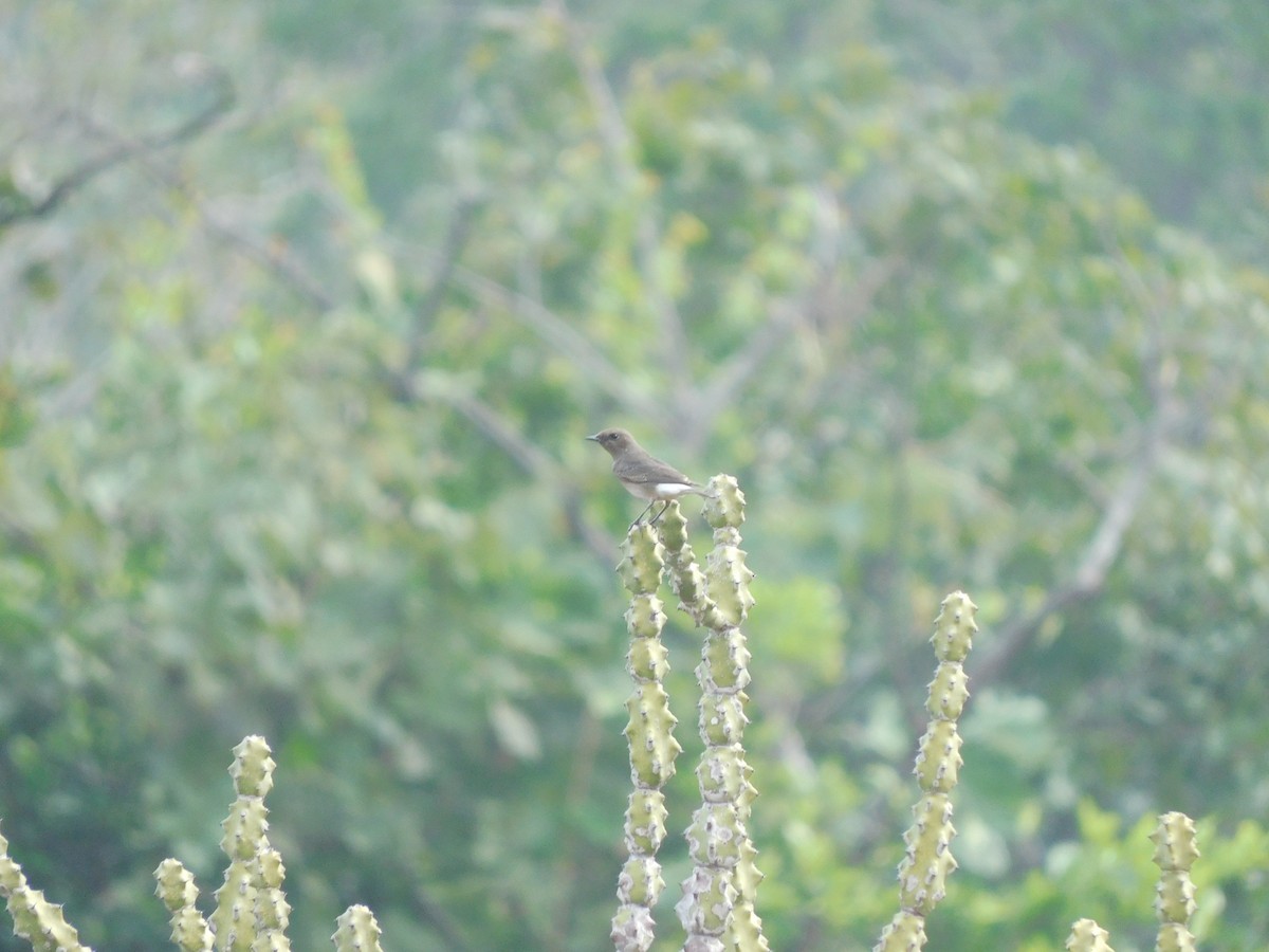 Variable Wheatear - ML611708345