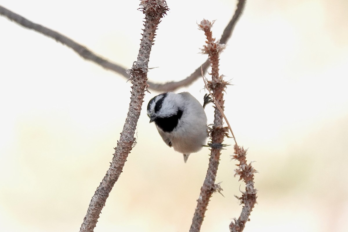 Mountain Chickadee - Julie Schneider