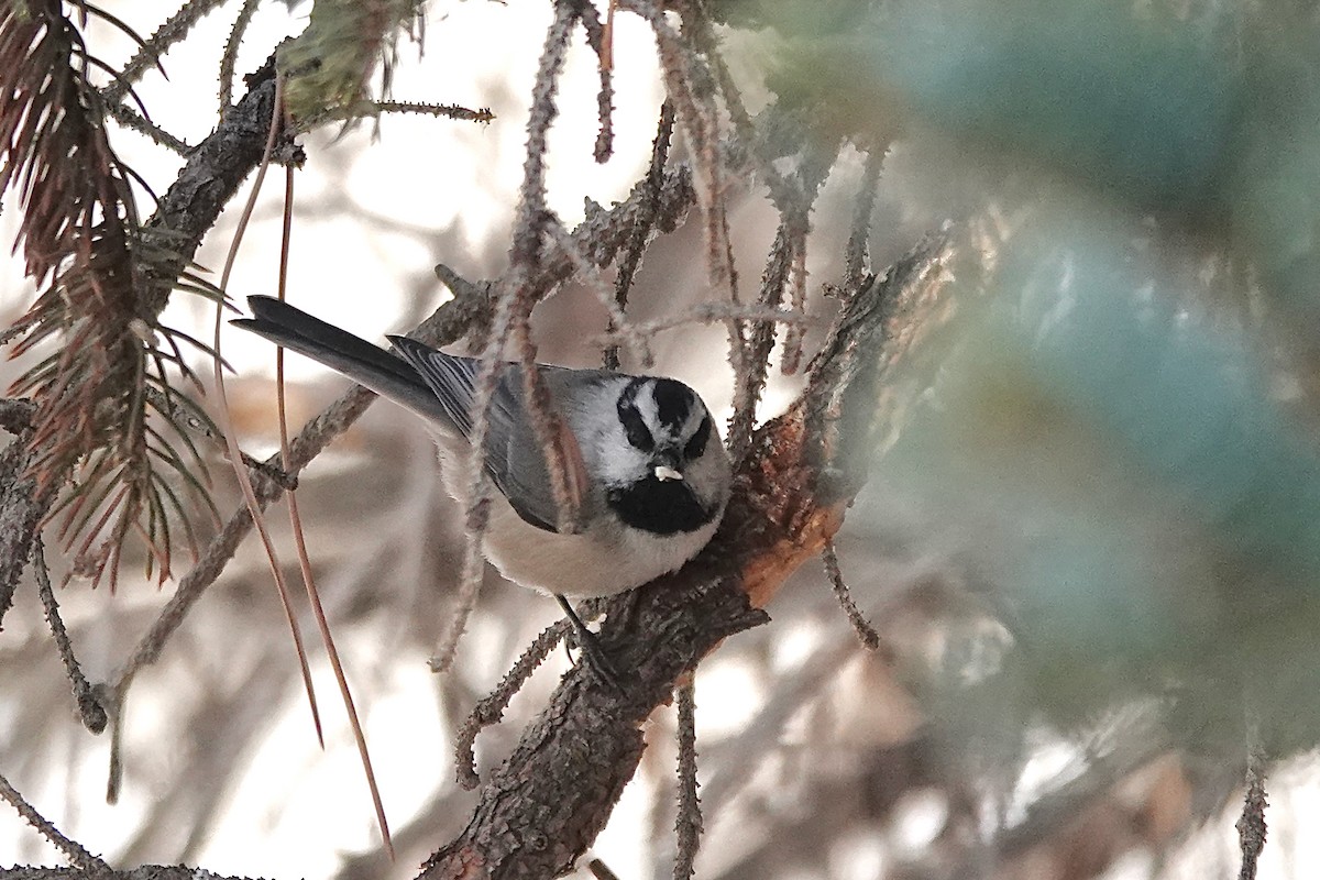 Mountain Chickadee - Julie Schneider