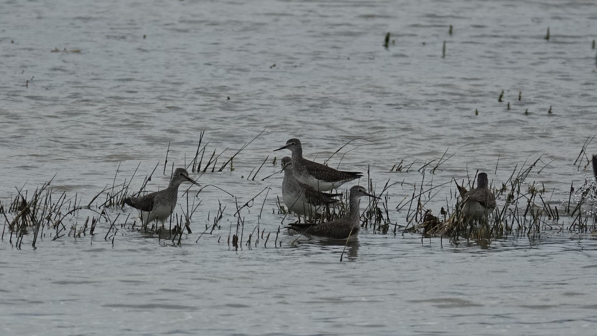 Lesser Yellowlegs - ML611708513