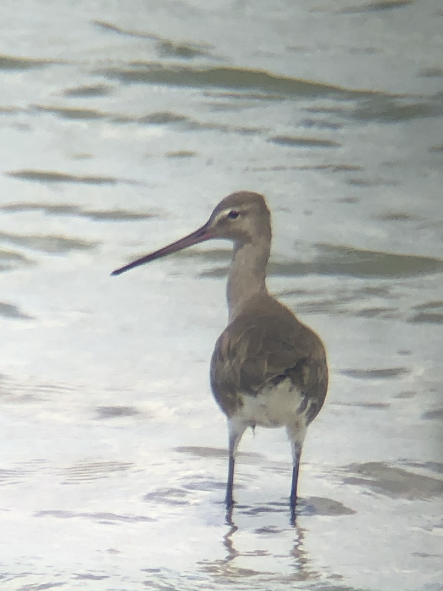 Black-tailed Godwit - ML611708588