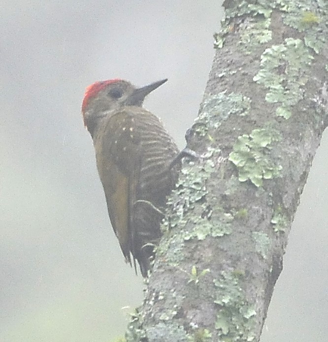 Carpintero de las Yungas - ML611708602