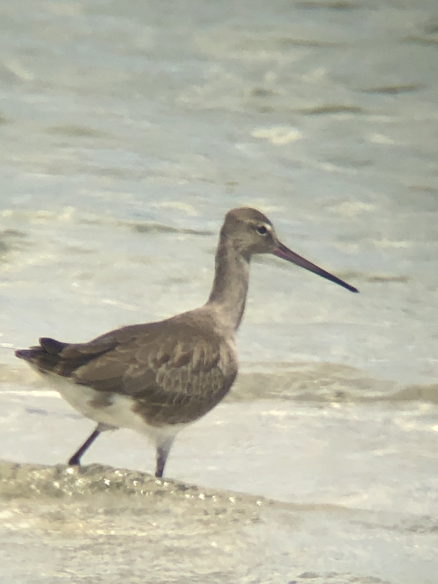 Black-tailed Godwit - ML611708610