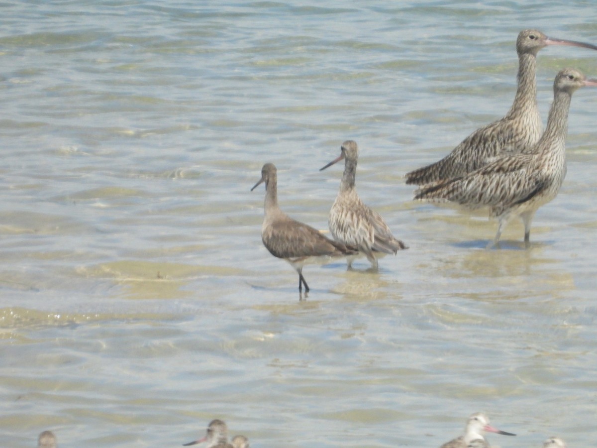 Black-tailed Godwit - ML611708611