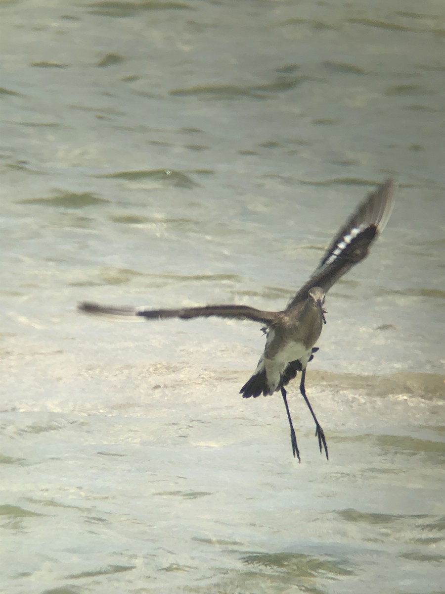 Black-tailed Godwit - ML611708612