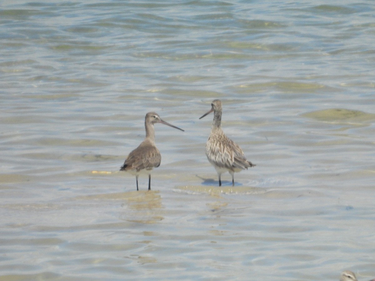 Black-tailed Godwit - ML611708613